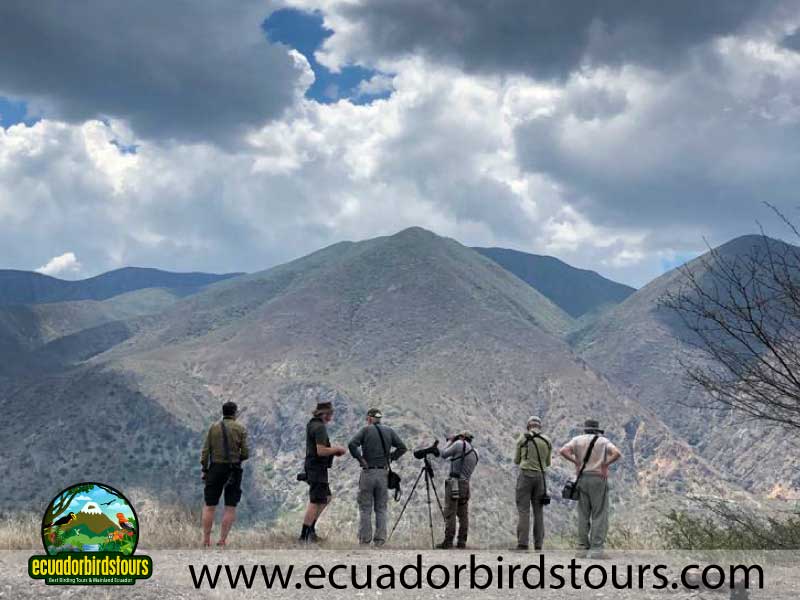 Southern Birding Photography Tour by Ecuador Birds Tours 12