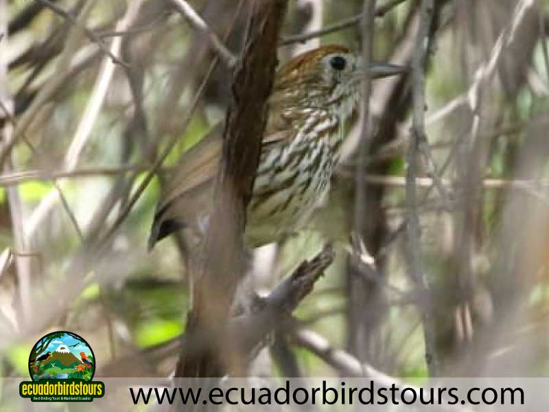 Southern Birding Photography Tour by Ecuador Birds Tours 15