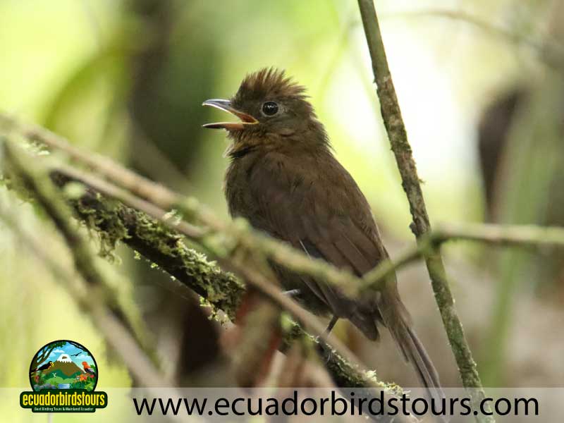 Southern Birding Photography Tour by Ecuador Birds Tours 19