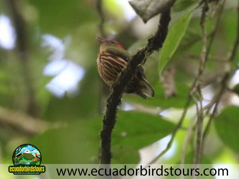 Southern Birding Photography Tour by Ecuador Birds Tours 2
