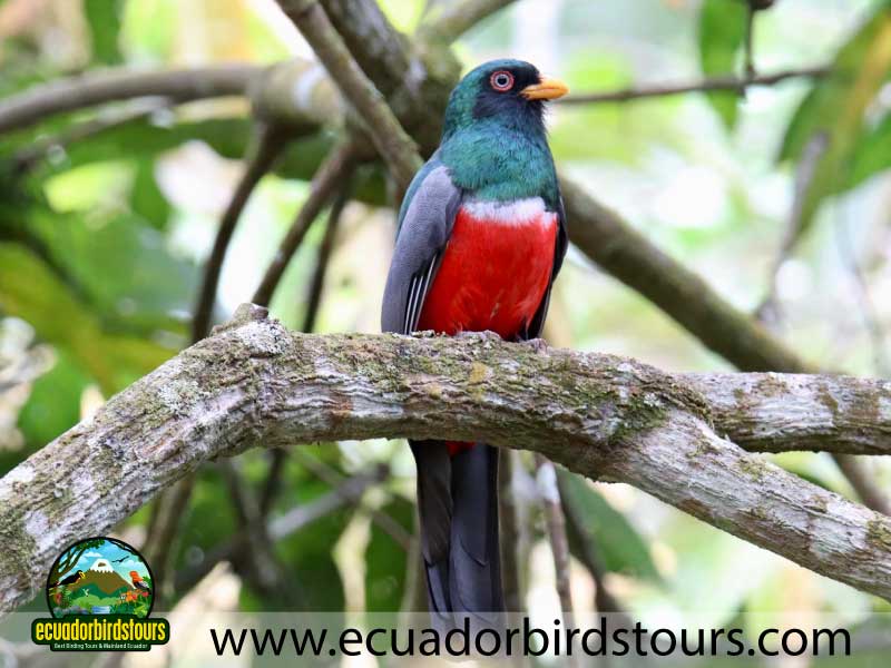 Southern Birding Photography Tour by Ecuador Birds Tours 20