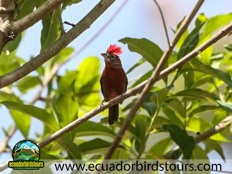 Southern Birding Photography Tour by Ecuador Birds Tours 21