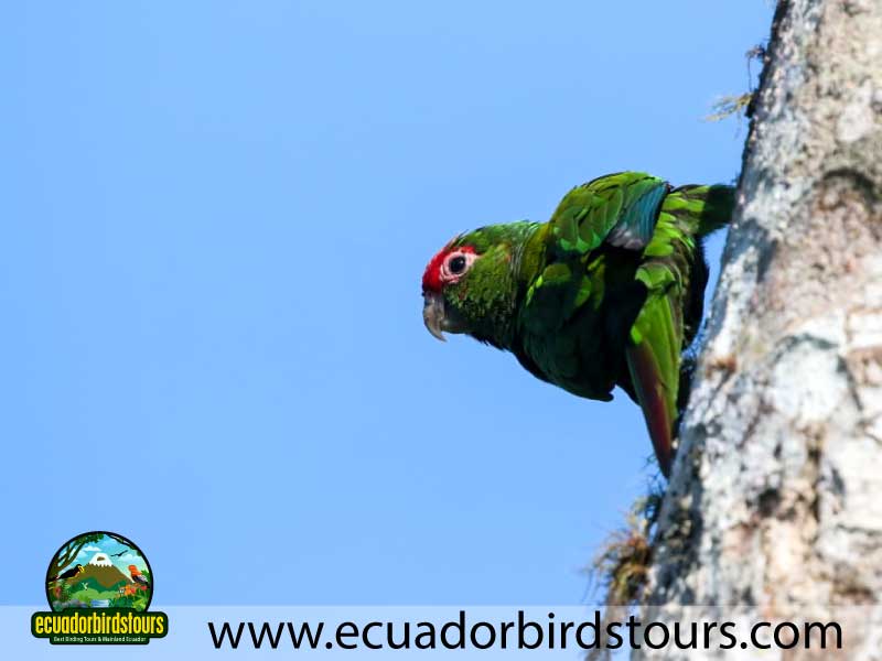 Southern Birding Photography Tour by Ecuador Birds Tours 26