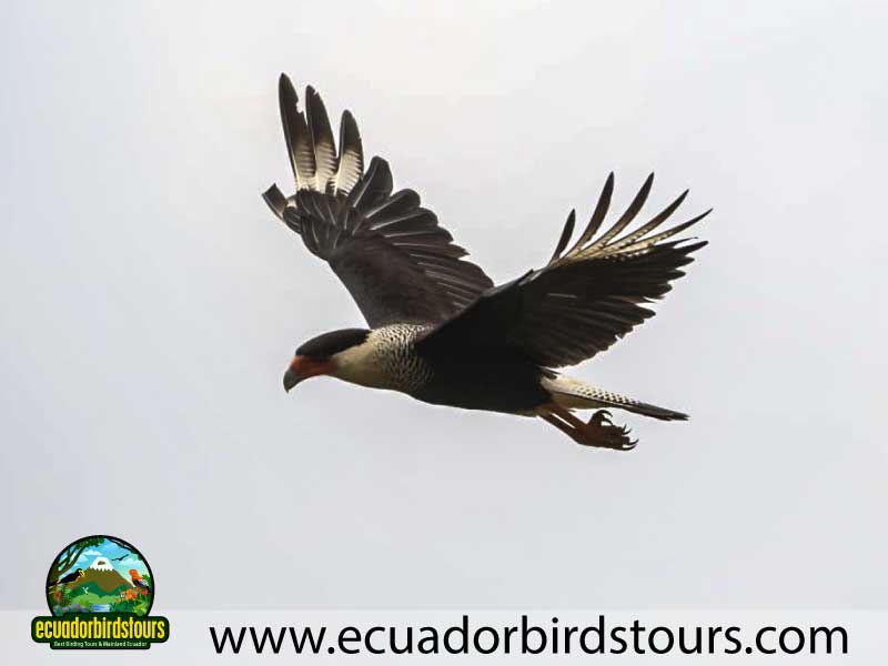 Southern Birding Photography Tour by Ecuador Birds Tours 29