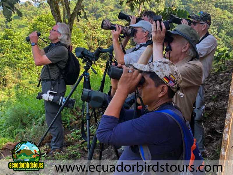 Southern Birding Photography Tour by Ecuador Birds Tours 33