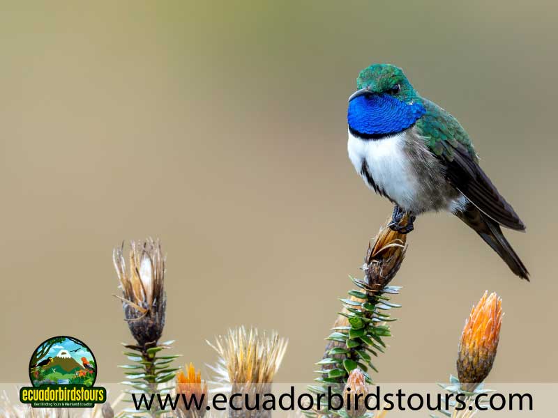 Southern Birding Photography Tour by Ecuador Birds Tours 34