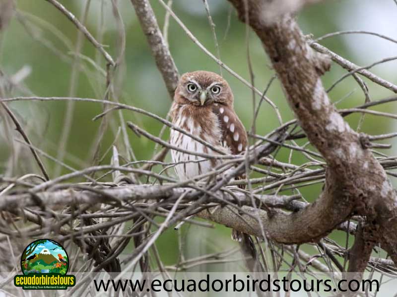 Southern Birding Photography Tour by Ecuador Birds Tours 35