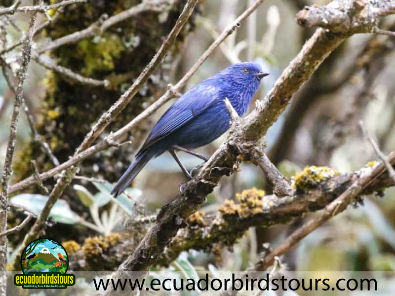Southern Birding Photography Tour by Ecuador Birds Tours 41
