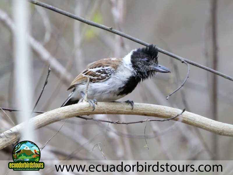 Southern Birding Photography Tour by Ecuador Birds Tours 43
