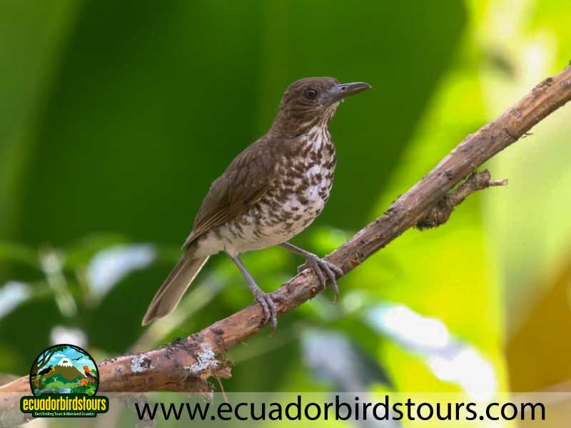Southern Birding Photography Tour by Ecuador Birds Tours 44