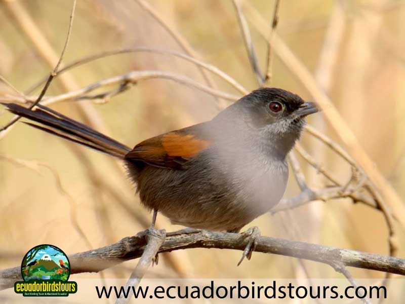 Southern Birding Photography Tour by Ecuador Birds Tours 45