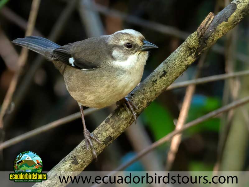 Southern Birding Photography Tour by Ecuador Birds Tours 47