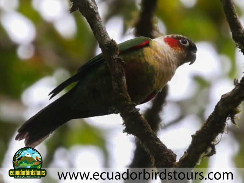 Southern Birding Photography Tour by Ecuador Birds Tours 49