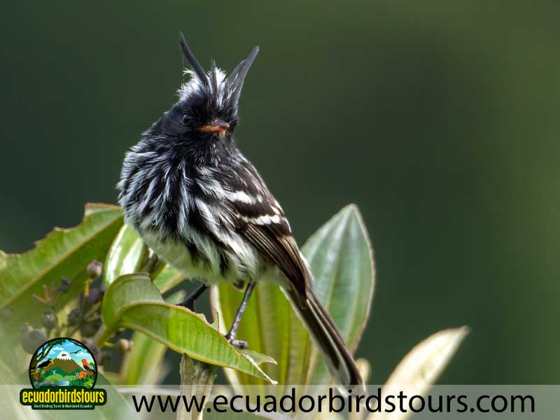 Southern Birding Photography Tour by Ecuador Birds Tours 50