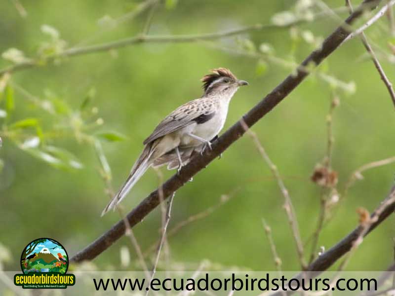 Southern Birding Photography Tour by Ecuador Birds Tours 9