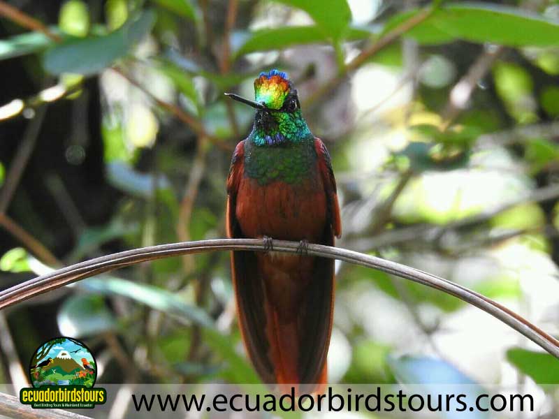 Tailor made Birding Photography Tours in Ecuador South 2