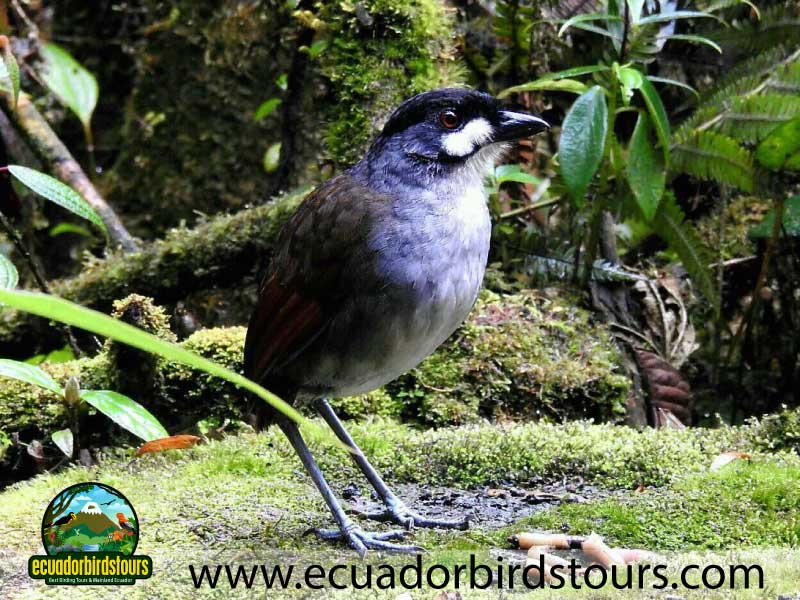 Tailor made Birding Photography Tours in Ecuador South Jocotoco