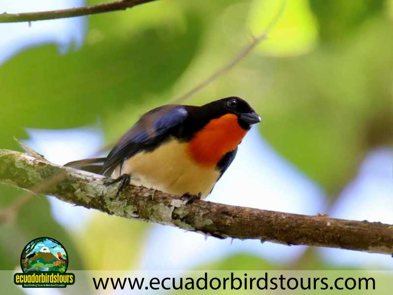 Tailor made Birding Photography Tours in Ecuador South Oranged throated tanager