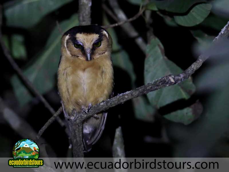 Tailor made Birding Photography Tours in Ecuador South