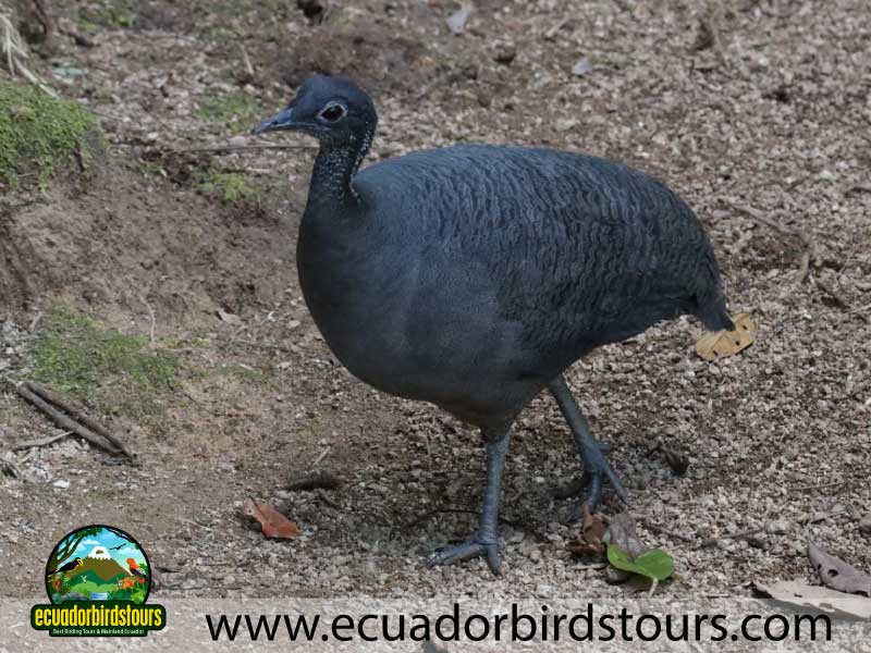 Tailor made Birding Photography Tours in Ecuador grey tinamou