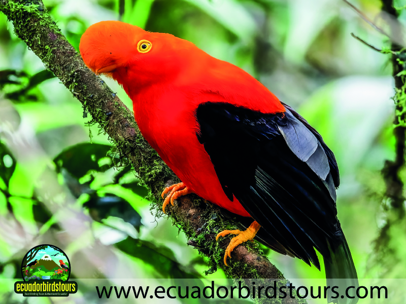 20 Days Birding Ecuador Andean Cock of the Rock in Amarupakcha Reserve