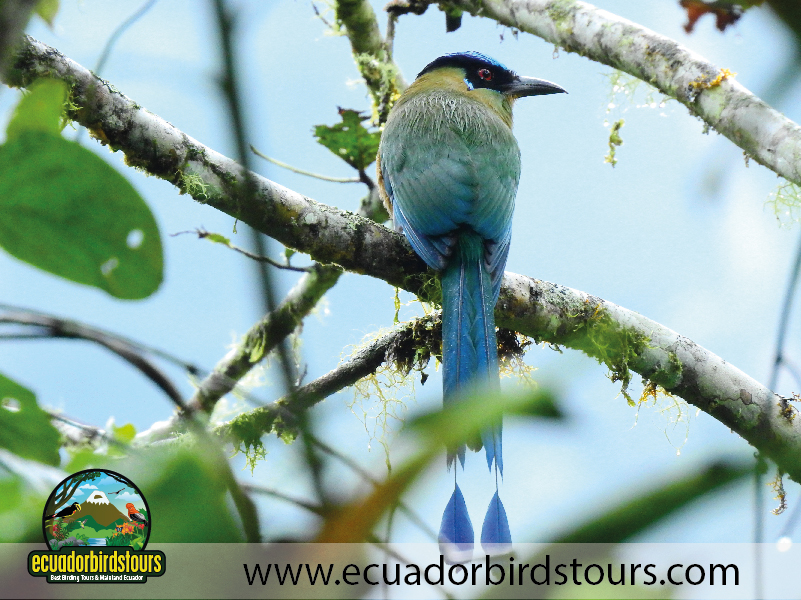 20 Days Birding Ecuador Andean Motmot in Rio Quijos Reserve