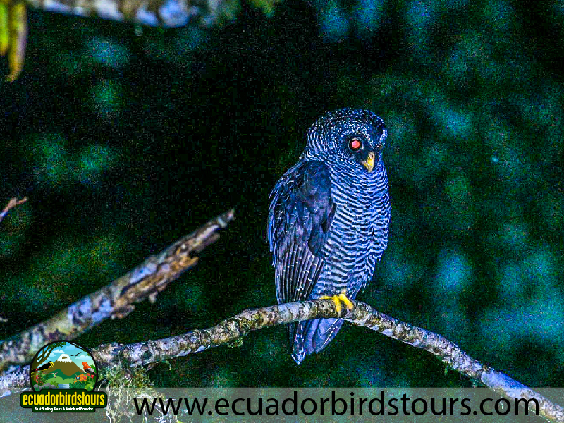 20 Days Birding Ecuador Black banded Owl in San Isidro Reserve