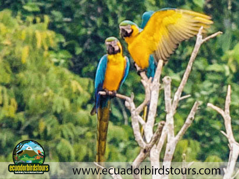 20 Days Birding Ecuador Blue and Yellow Macaws