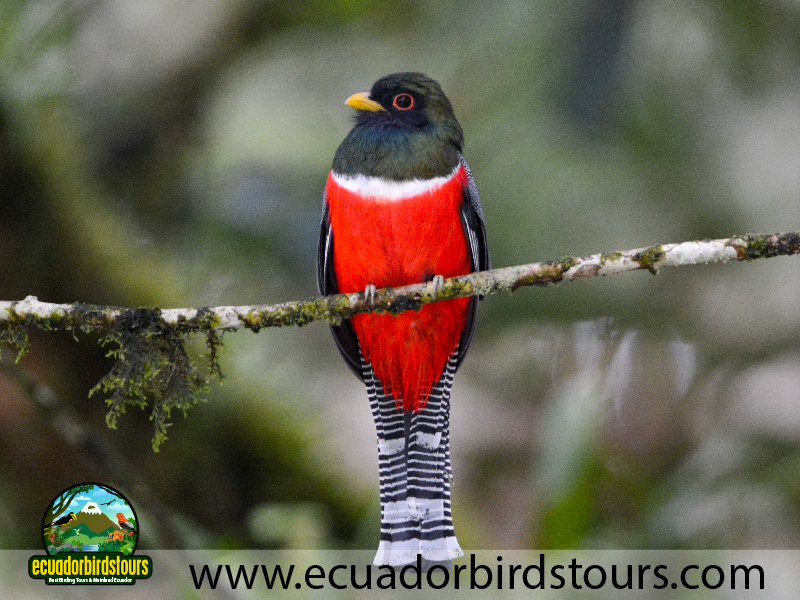 20 Days Birding Ecuador Collared Trogon in Sumaco Reserve