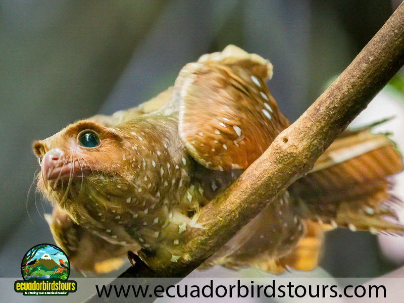 20 Days Birding Ecuador Oil Bird in El Chontal