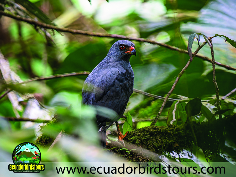 20 Days Birding Ecuador Plumbeous Hawk Rio Silanche Observation Tower