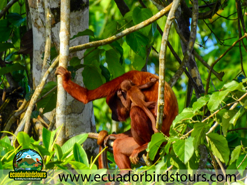 20 Days Birding Ecuador Red Howler Monkey in Napo Wildlife Center