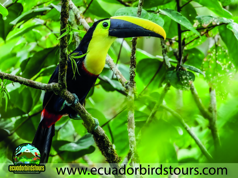 20 Days Birding Ecuador Yellow throated Toucan in Rio Silanche Observation Tower