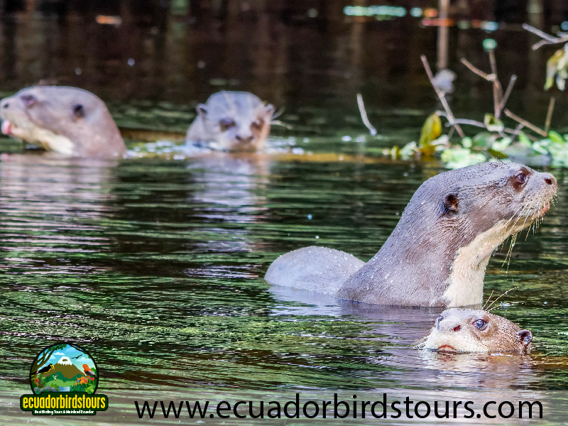 20 Days Birding in Ecuador Giant Otters in Napo Wildlife Center