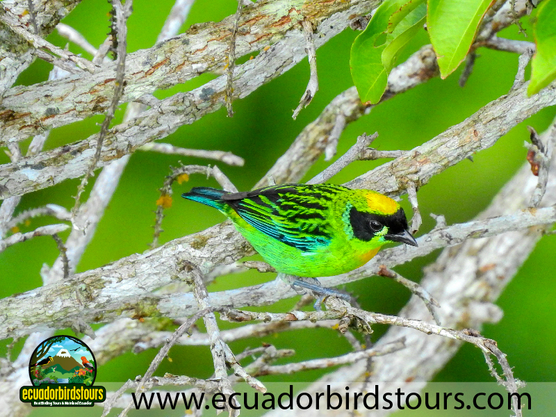 20 Days Birding in Ecuador Green and Gold Tanager in Sacha Lodge