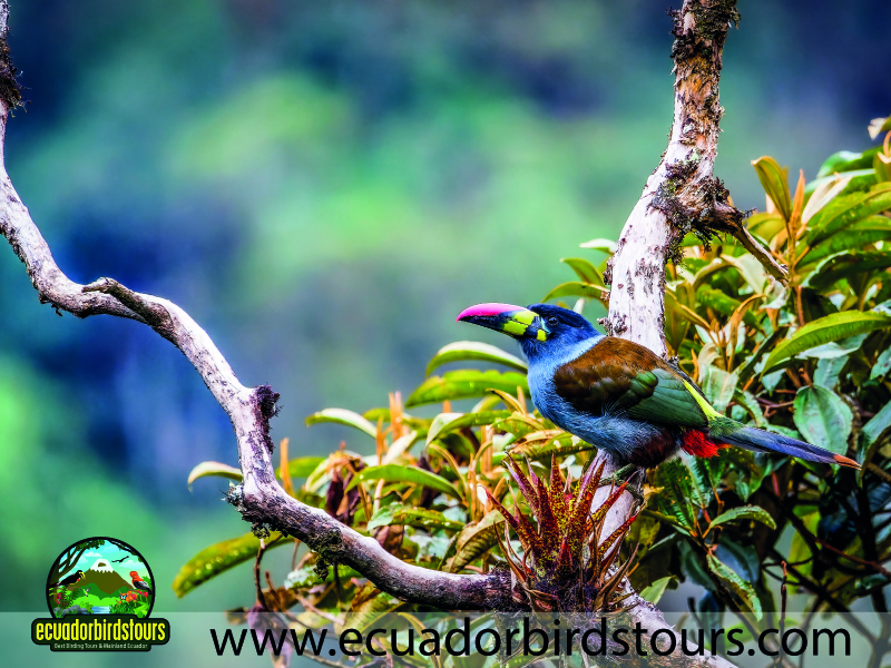 20 Days Birding in Ecuador Grey breasted Mountain Toucan in Guango Reserve