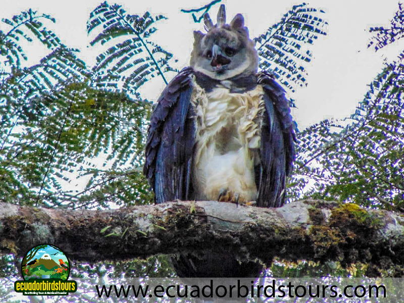 20 Days Birding in Ecuador Harpy Eagle in Limoncocha Reserve