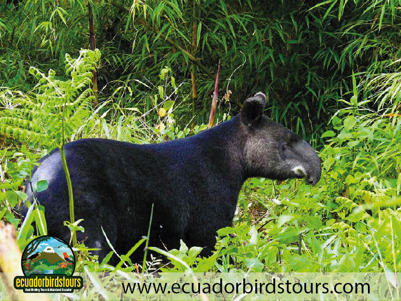 20 Days Birding in Ecuador Mountain Tapir in San Isidro Reserve