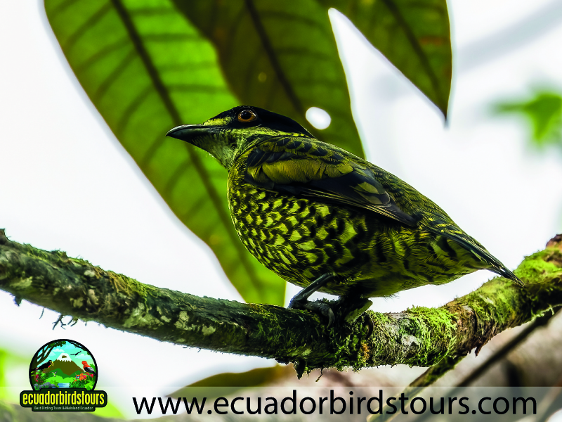 20 Days Birding in Ecuador Scaled Fruiteater in Rio Silanche Reserve