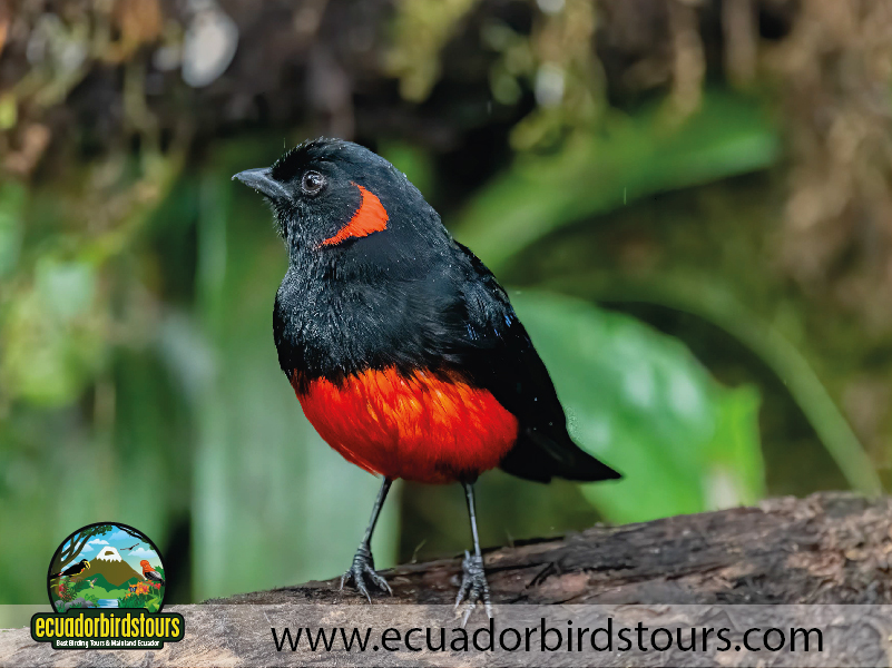 20 Days Birding in Ecuador Scarlet breasted Mountain Tanager in Yanacocha Reserve