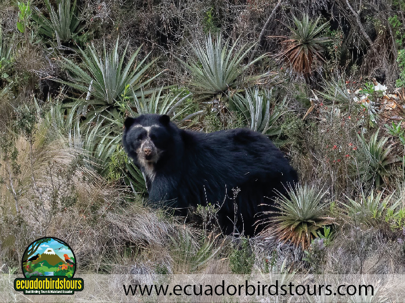 20 Days Birding in Ecuador Spectacled Bear Papallacta Pass