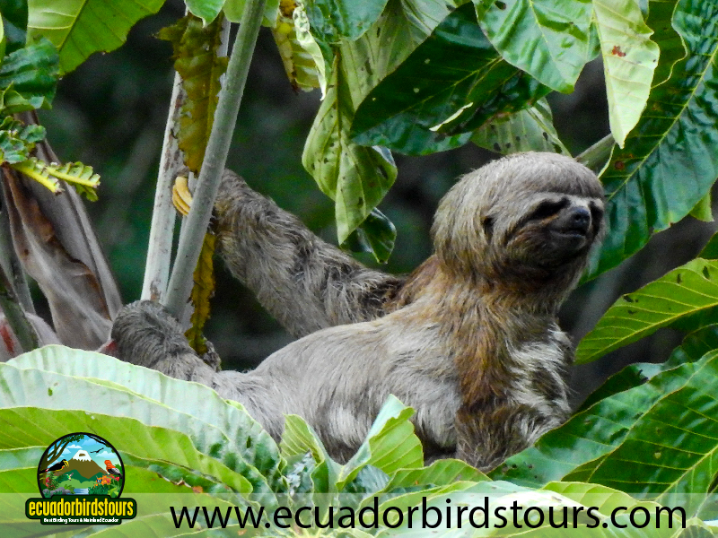 20 Days Birding in Ecuador Two toed Sloth in Napo Wildlife Center