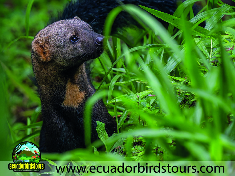 20 Days Birding in Ecuador Tyra in Amagusa Reserve