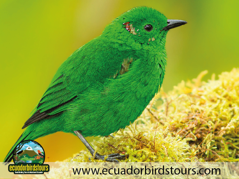 20 Days Birding in Ecuador Amagusa Reserve