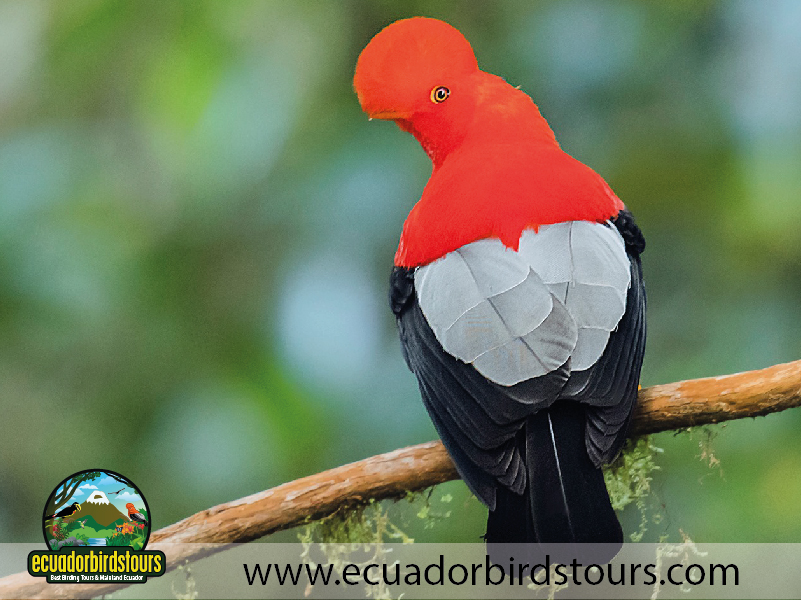 20 Days Birding in Ecuador Andean Cock of the Rock in Angel Paz Reserve