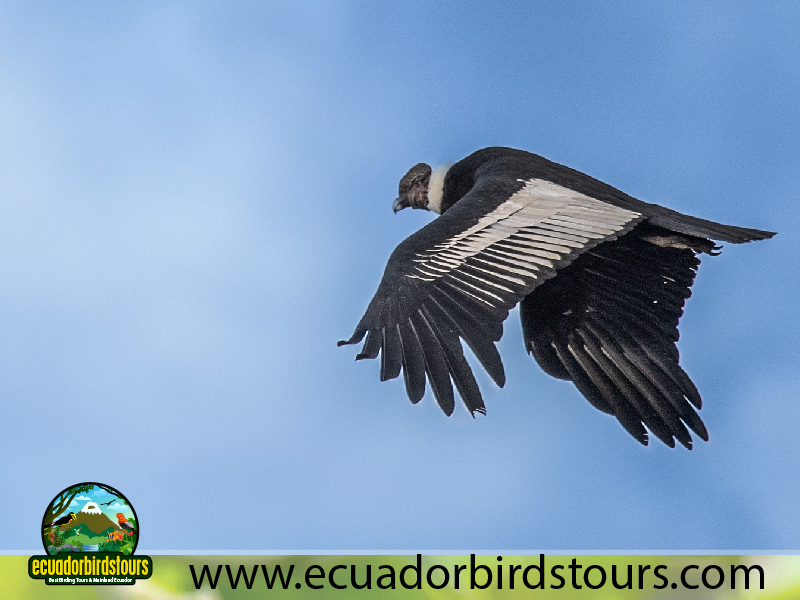 20 Days Birding in Ecuador Andean Condor in Antisana Condor Observatory