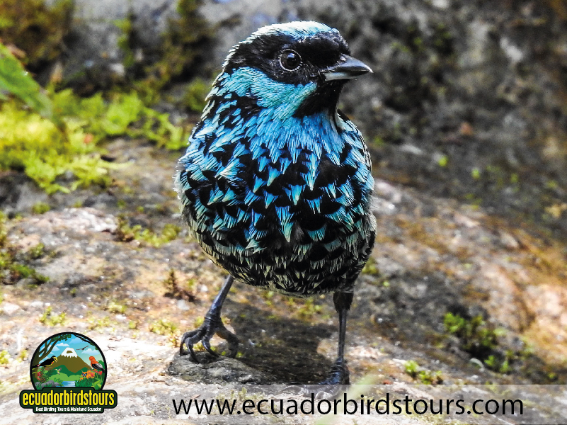 20 Days Birding in Ecuador Beryl Spangled Tanager in Mindo Valley
