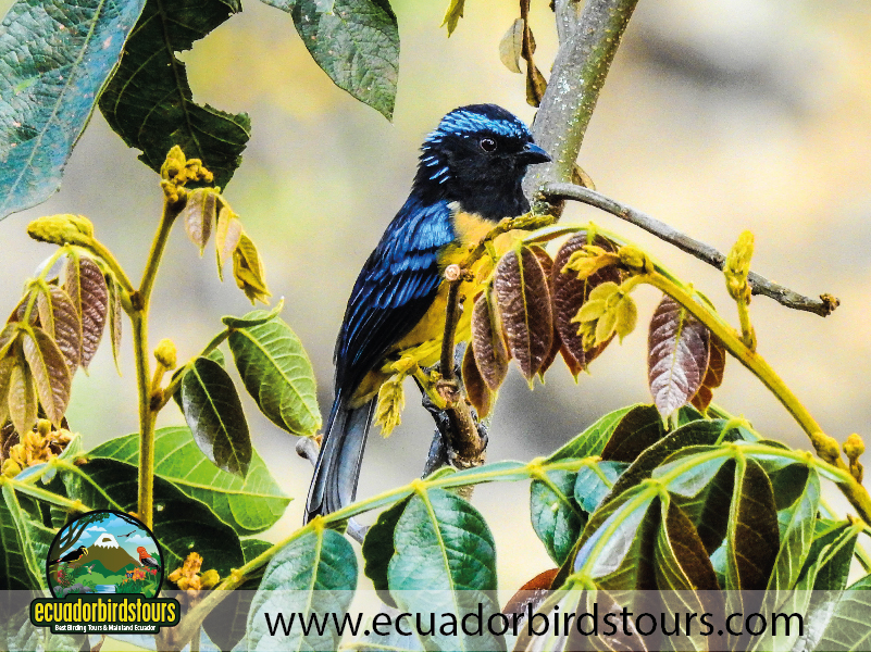 20 Days Birding in Ecuador Buff breasted Mountain Tanager Jimenita
