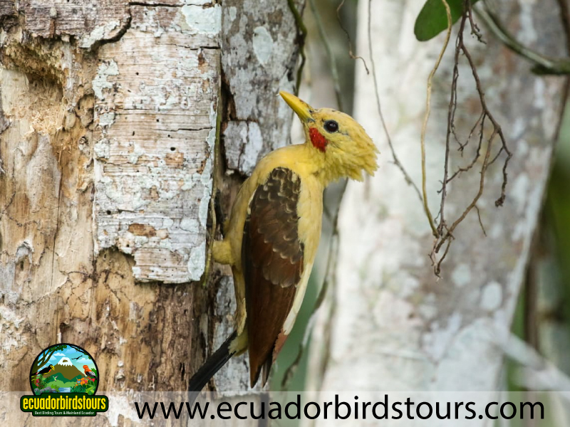 20 Days Birding in Ecuador Cream coloured Woodpecker in Limoncocha Reserve
