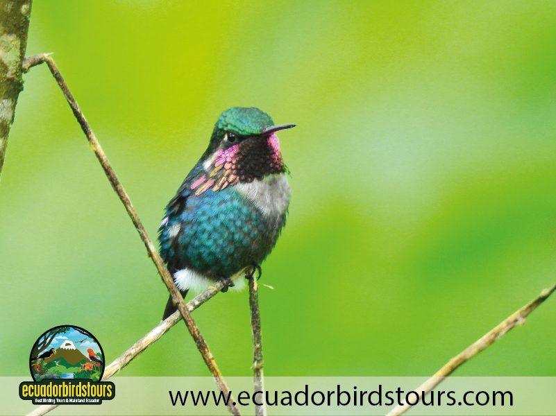 20 Days Birding in Ecuador Gorgeted Sunangel in Quijos Reserve